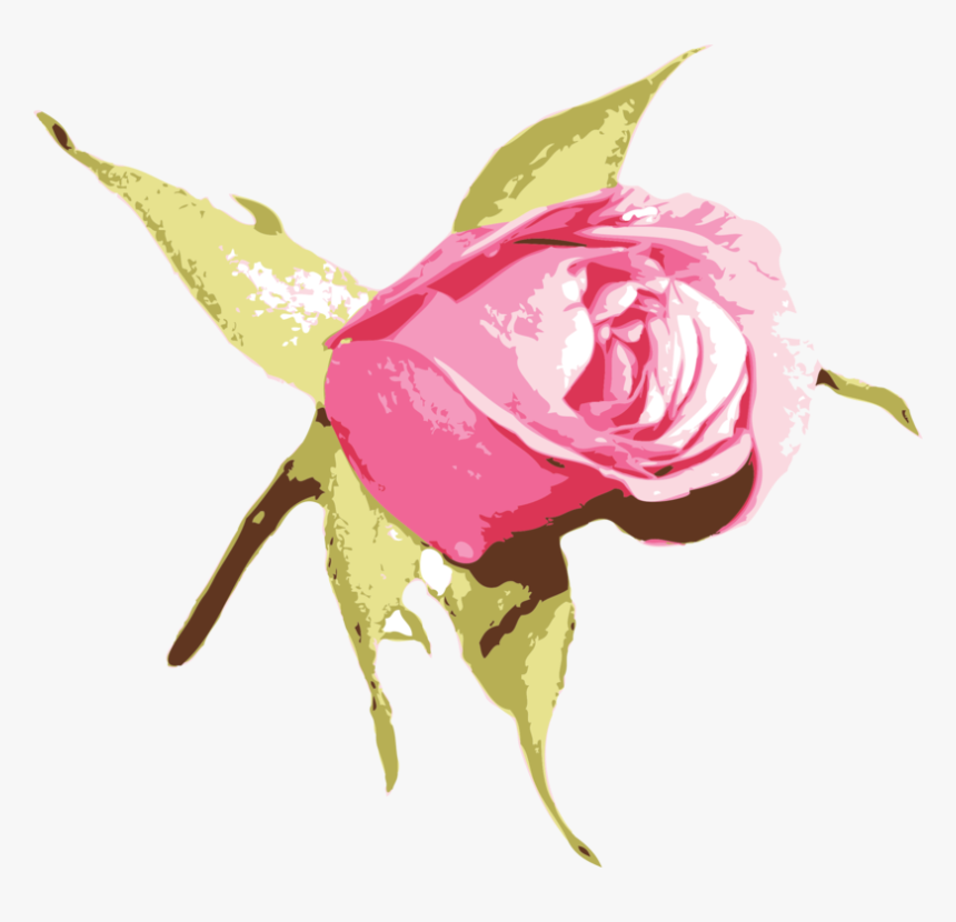 Pink,plant,flower - Blue Rose, HD Png Download, Free Download