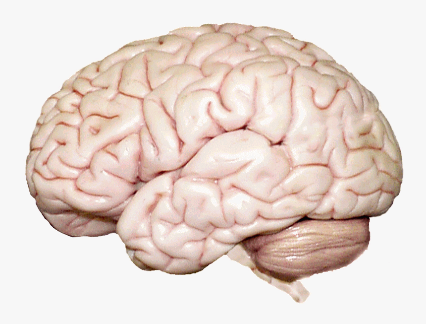 Psychology Chapter 2 Human Brain - Human Brain, HD Png Download, Free Download