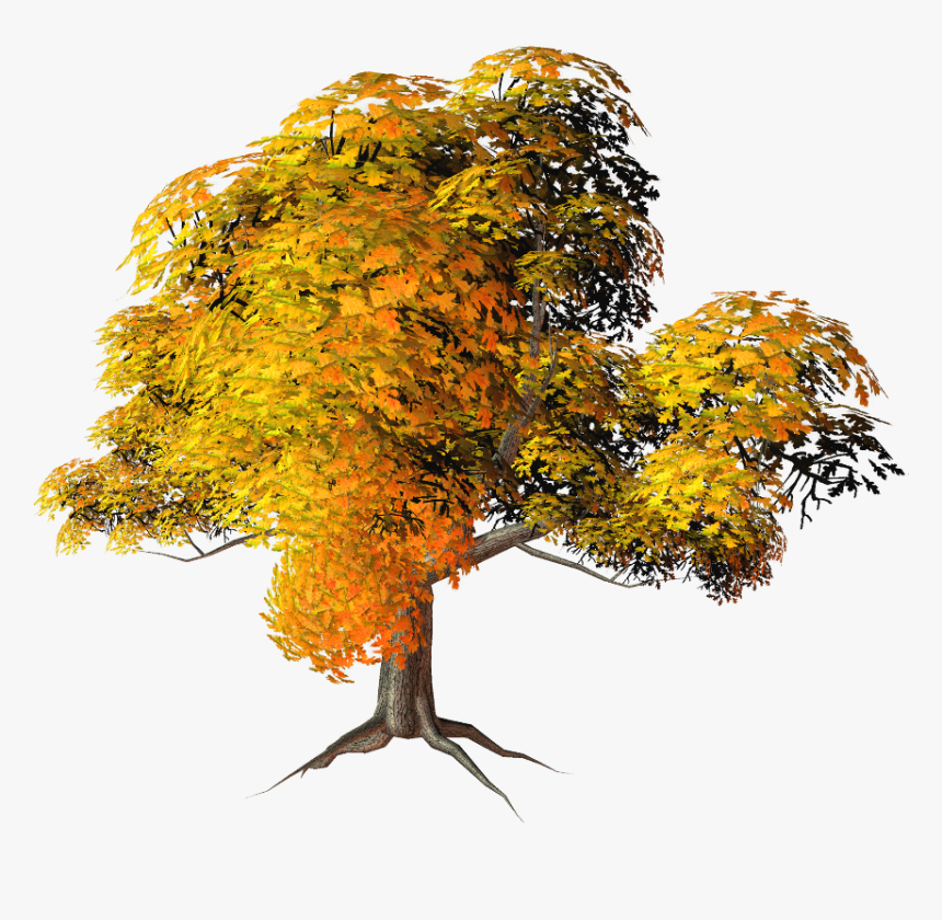 #mq #orange #tree #trees #nature #leaf, HD Png Download, Free Download