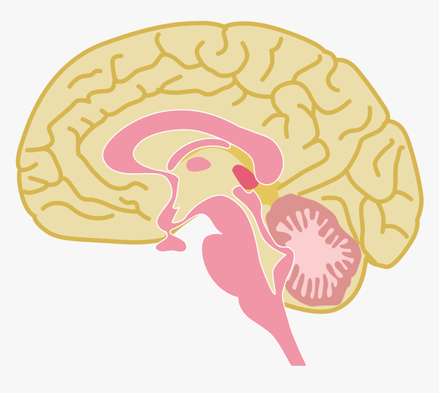 Human Brain Drawing, HD Png Download, Free Download