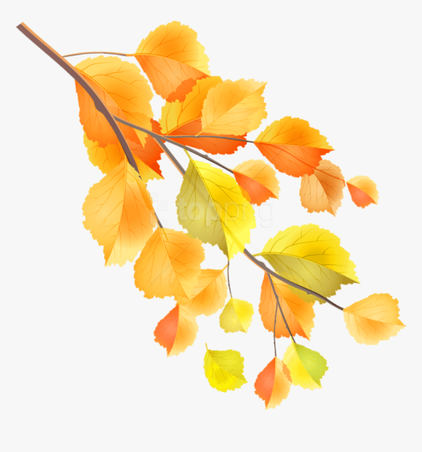 Stem,maidenhair Tree,flowering Plant - Fall Tree Branch Png, Transparent Png, Free Download