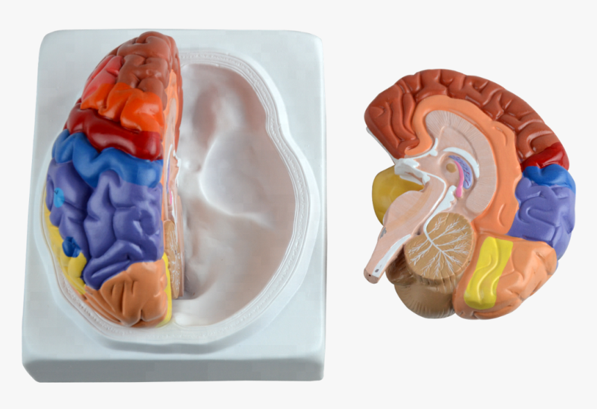 Plastic Human Brain With Different Function Area - Comprar Cerebro De Plastico, HD Png Download, Free Download