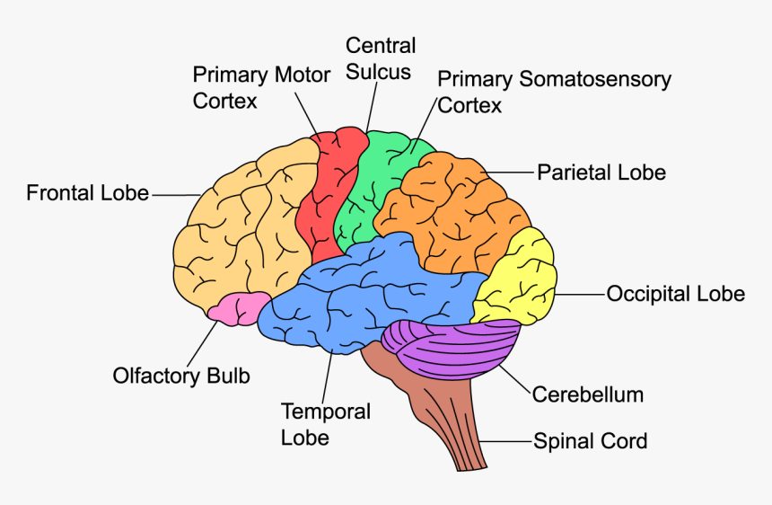 Executive Function In The Brain, HD Png Download kindpng