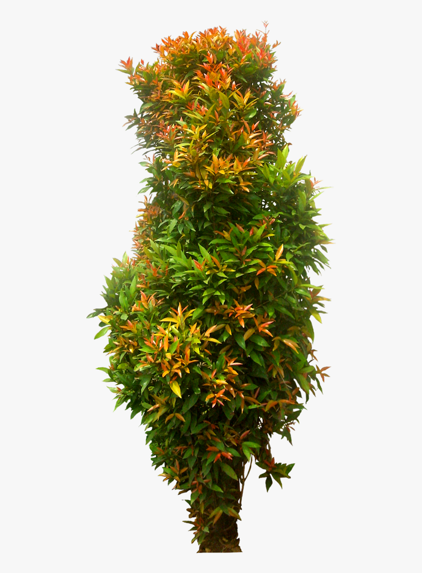 Tree Png Eugeniam Image - Shrubs Syzygium Png, Transparent Png, Free Download