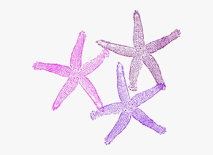 3 Clipart Starfish - Coral Reef Transparent Background, HD Png Download, Free Download