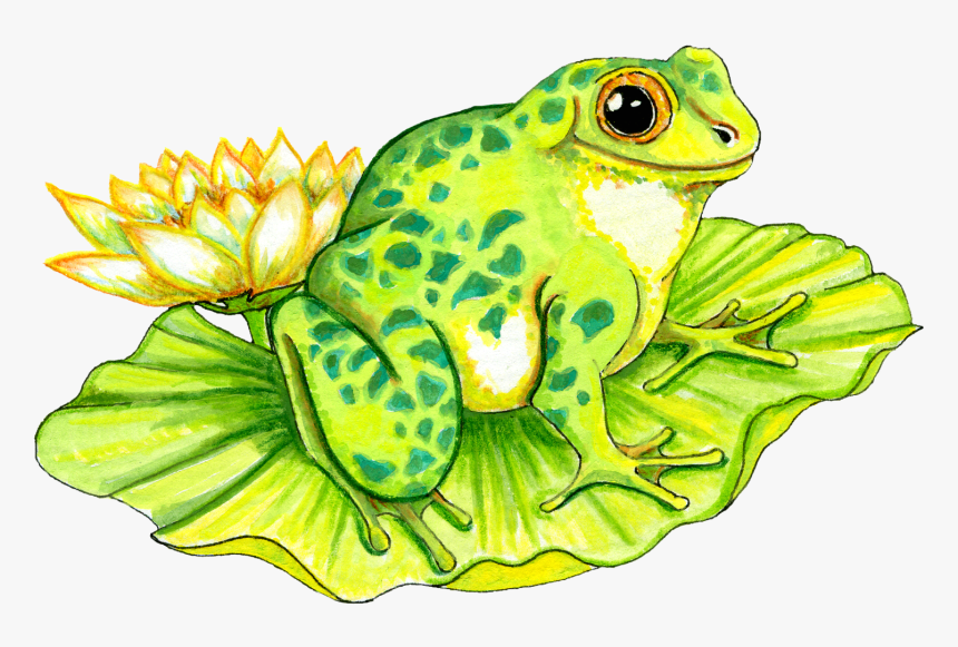 Frog On Lily Pad Drawing, HD Png Download kindpng