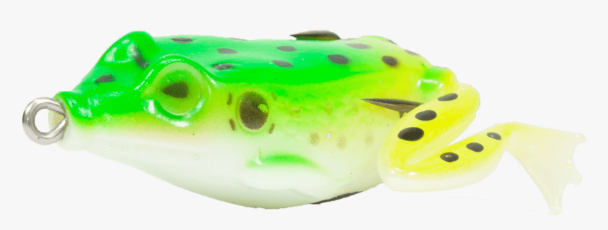 Anura Green - Frog, HD Png Download, Free Download