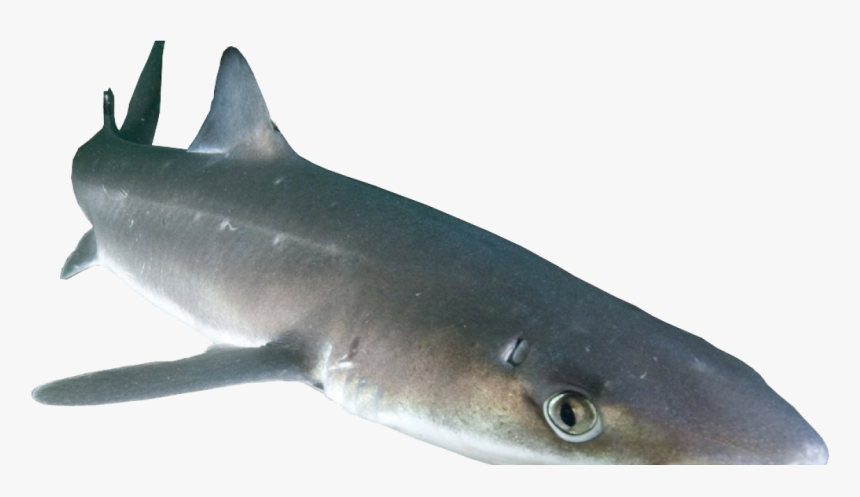 Transparent Shark Png Transparent - Dogfish Png, Png Download, Free Download