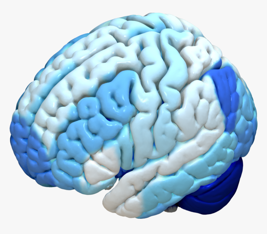 Transparent Brain Outline Png - Brain Atlas Parcellation, Png Download, Free Download
