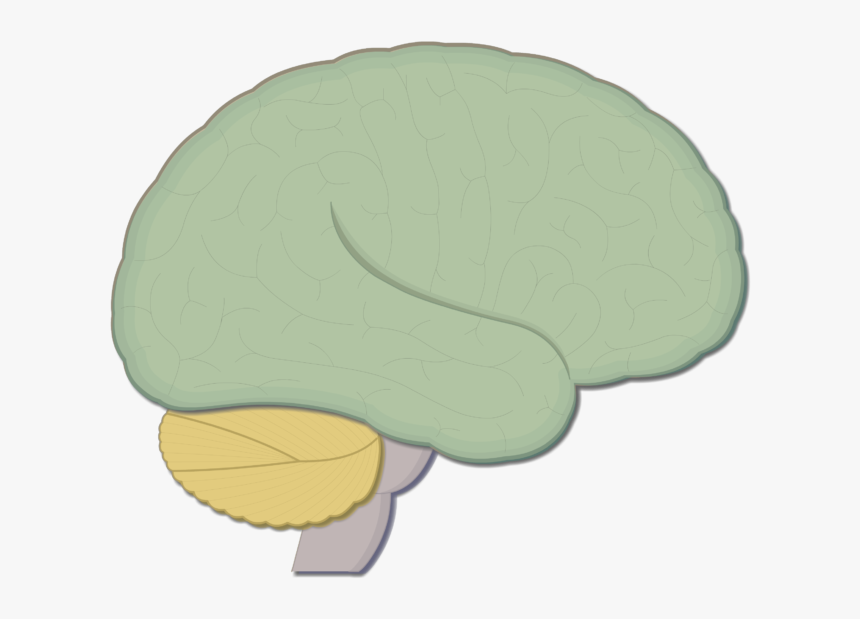 An Image Showing The Lateral View Of The Brain - Human Brain, HD Png Download, Free Download