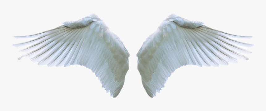 Angel Wings Png Clipart - Angel Wings Png Transparent, Png Download, Free Download