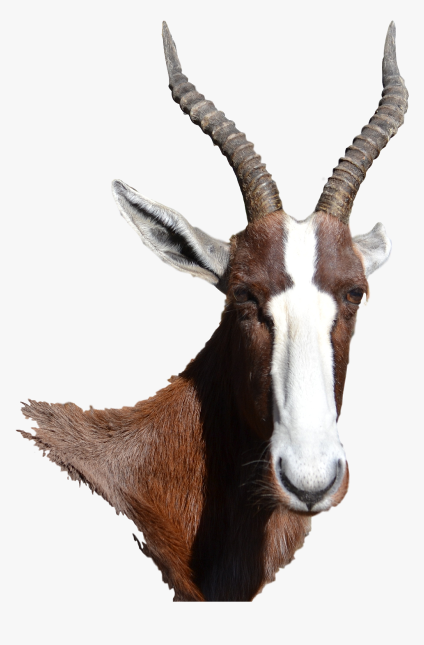 Springbok, HD Png Download, Free Download