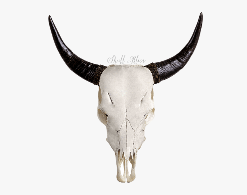 Transparent Longhorn Head Clipart - Animal Skulls With Designs, HD Png Download, Free Download