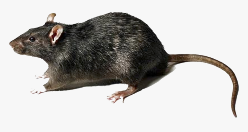 Transparent Rats Clipart - Large Rat, HD Png Download, Free Download