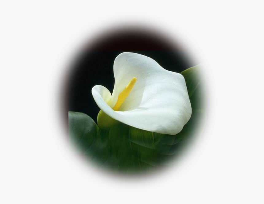 Calla Lily , Png Download - Calla Lily, Transparent Png, Free Download