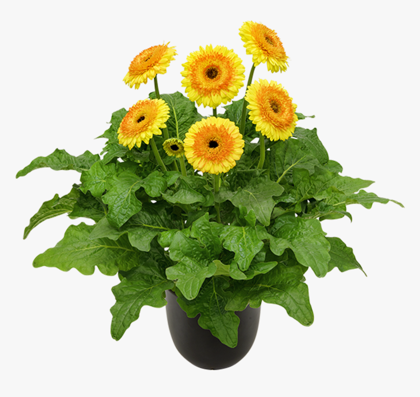 Transparent Desert Plant Png - Barberton Daisy, Png Download, Free Download