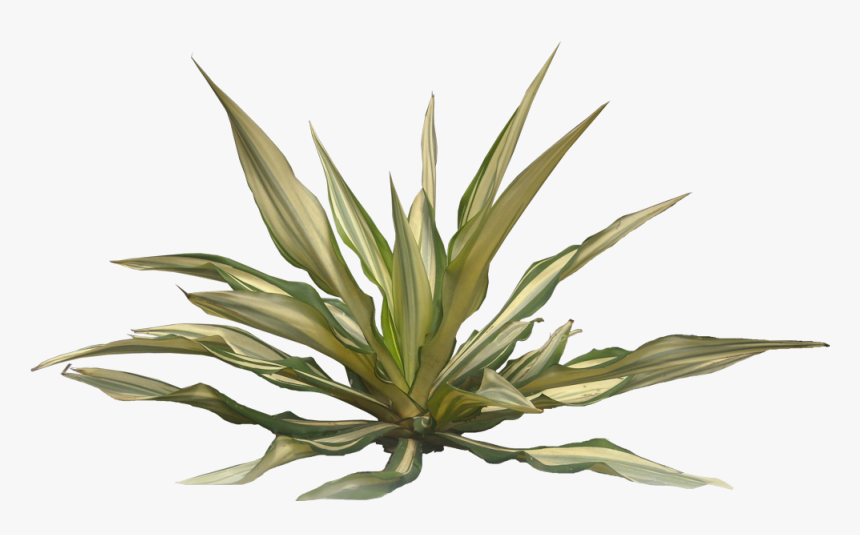 Png Plants Cut Out, Transparent Png, Free Download