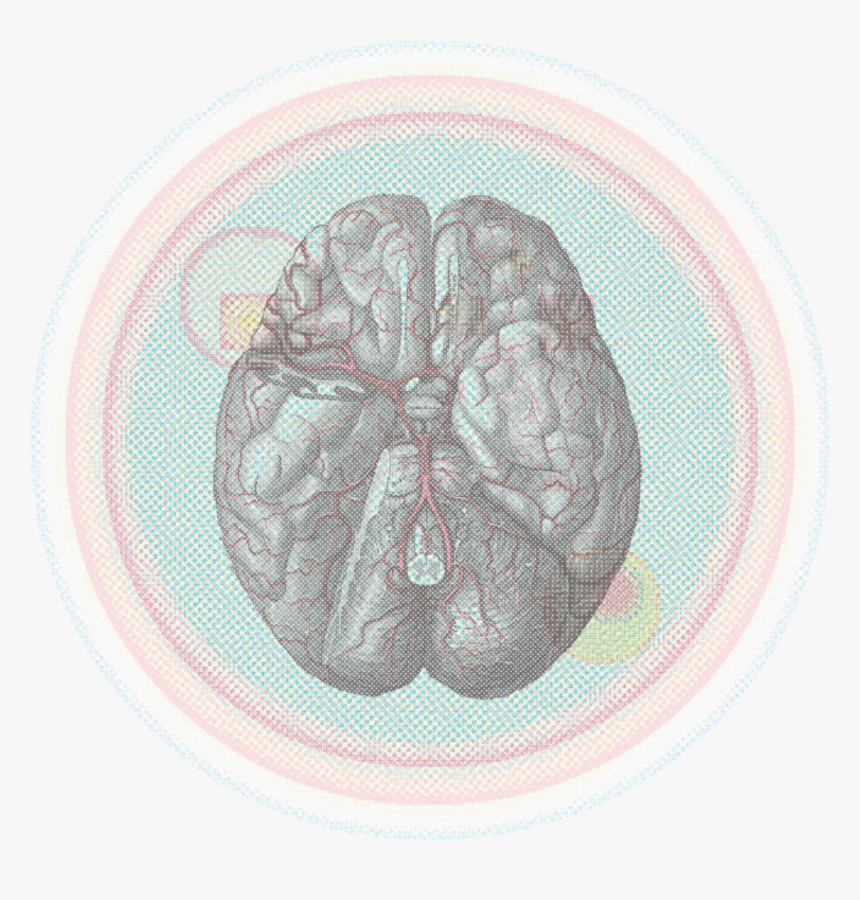 4a2a6 15grw 3xjnd8mq3uiet6aug - Brain Tissue Blood Supply Status, HD Png Download, Free Download