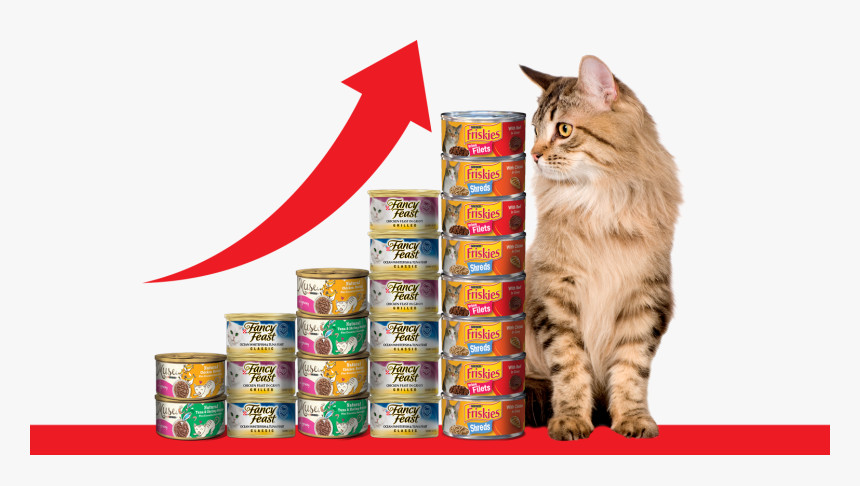 Cats With Cans - Domestic Long-haired Cat, HD Png Download, Free Download