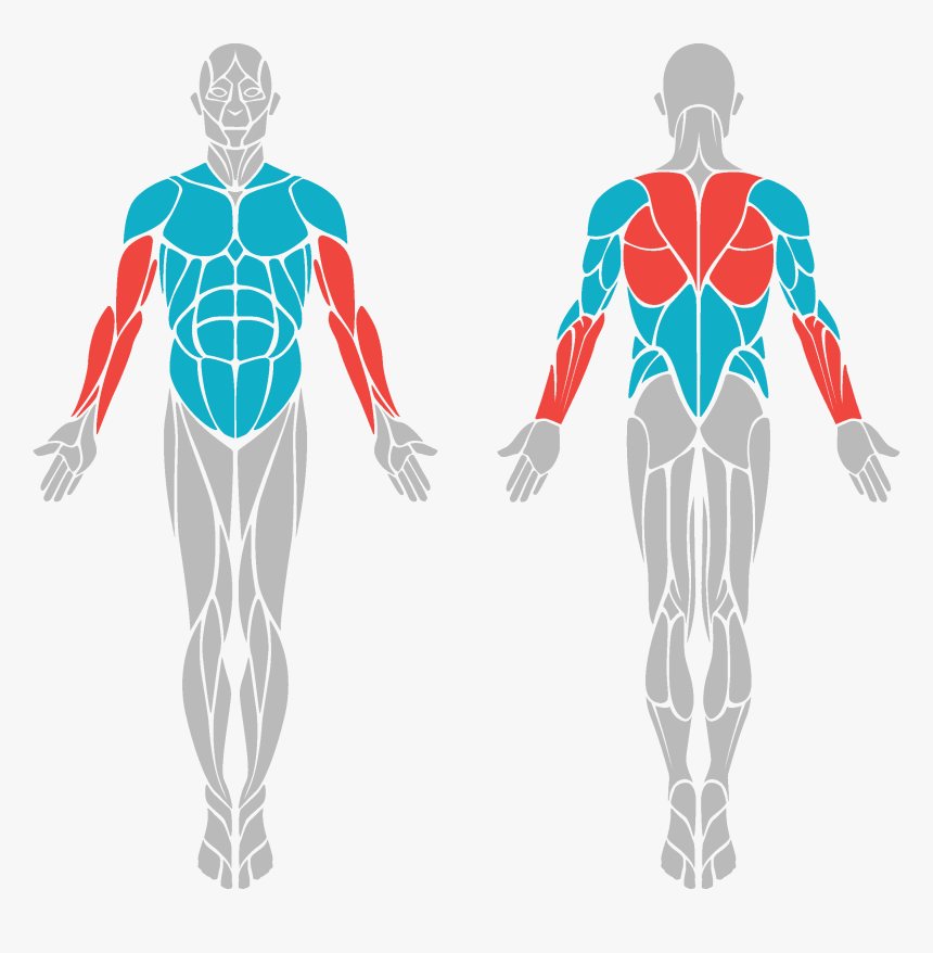 Muscles Front And Back, HD Png Download, Free Download