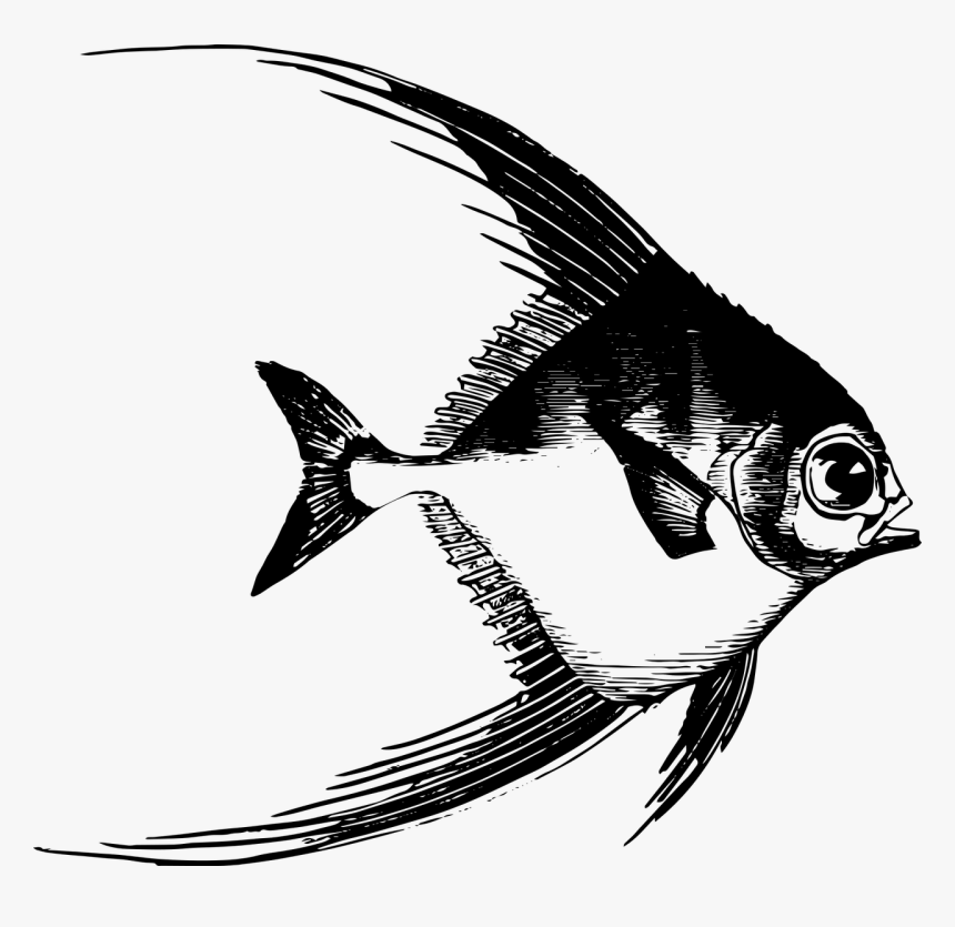 Fish Drawing, HD Png Download, Free Download