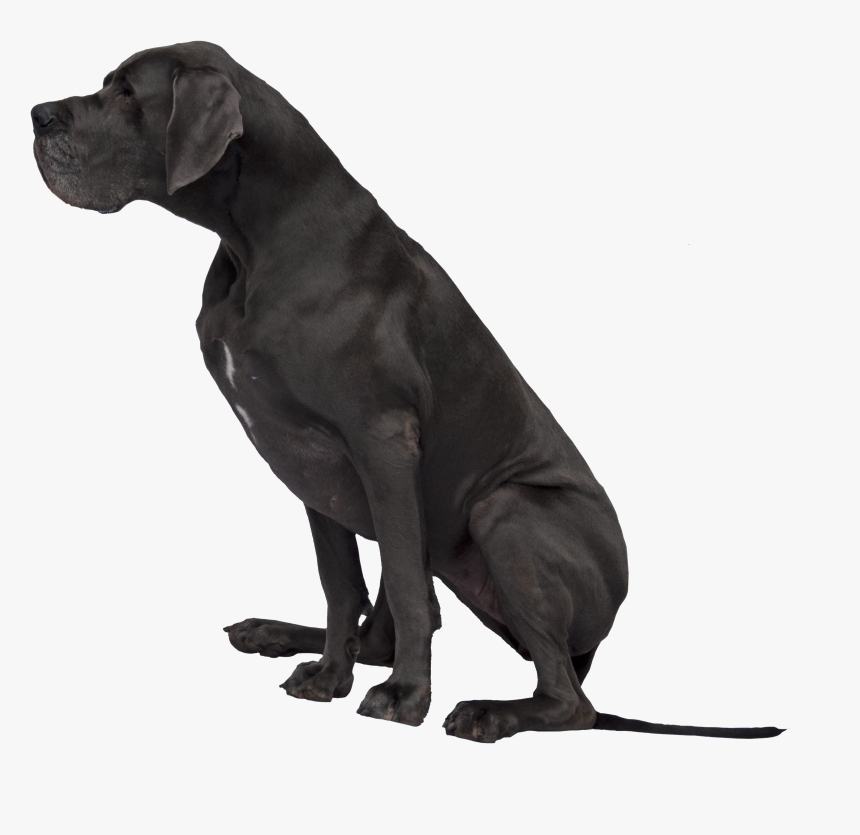 Black Great Dane Png Image - Black Great Dane Png, Transparent Png, Free Download