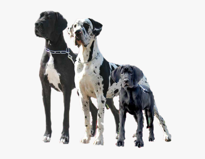 Transparent Great Dane Png - Egyptian Great Dane, Png Download, Free Download