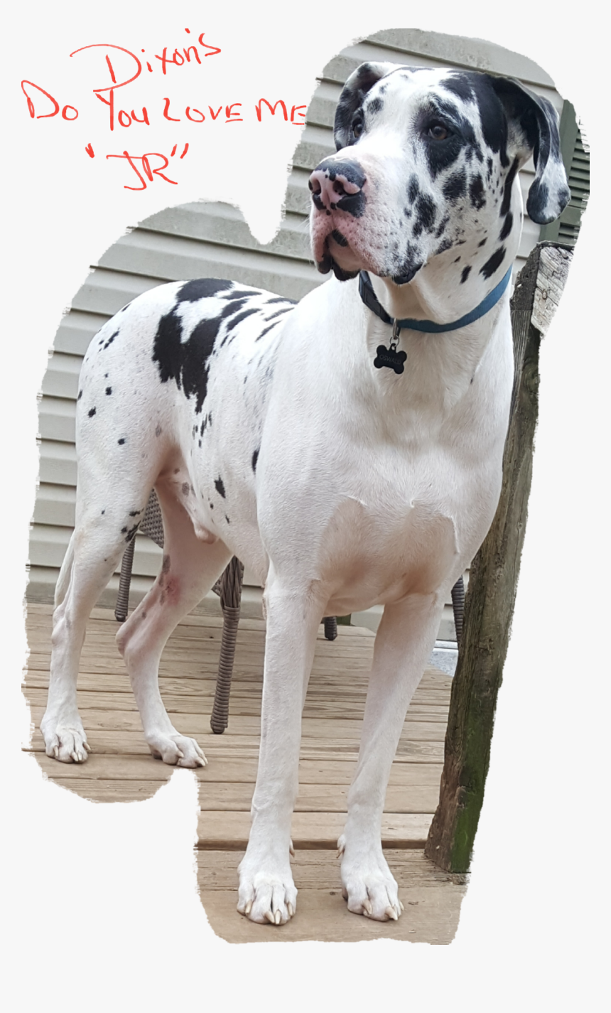 - Great Dane - Great Dane, HD Png Download, Free Download