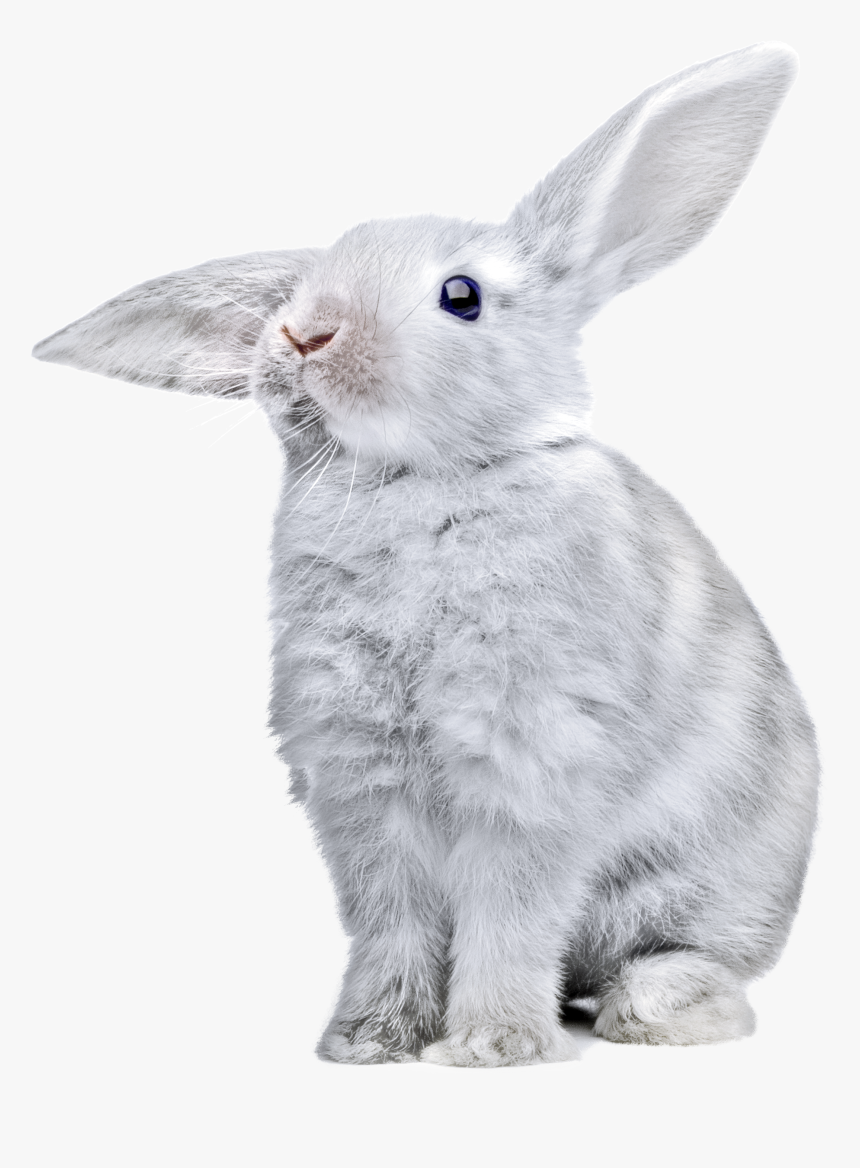 Rabbit Png Images, Free Png Rabbit Pictures Download, Transparent Png, Free Download