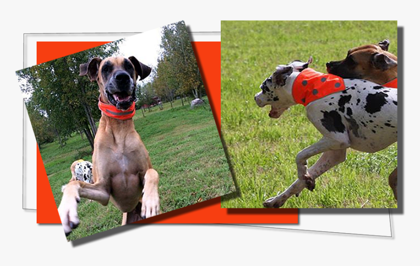 Reflective Dog Vests, Reflective Dog Collars, Reflective - Dog Catches Something, HD Png Download, Free Download