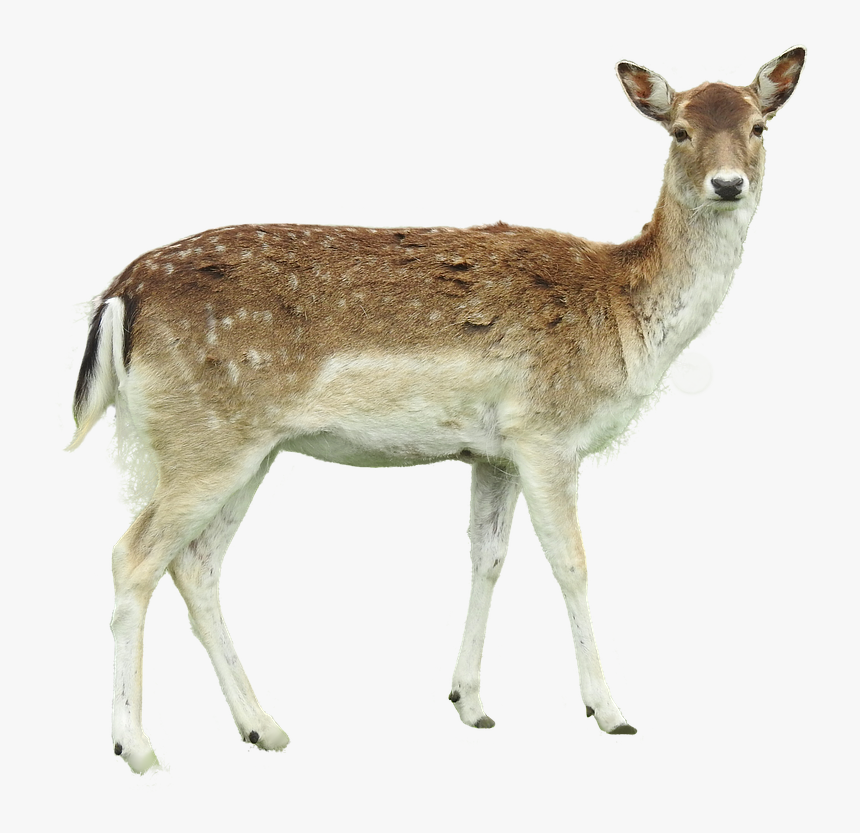 White-tailed Deer Roe Deer Image Photograph - White Tailed Deer Png, Transparent Png, Free Download