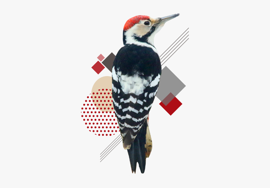 Pileated Woodpecker, HD Png Download, Free Download