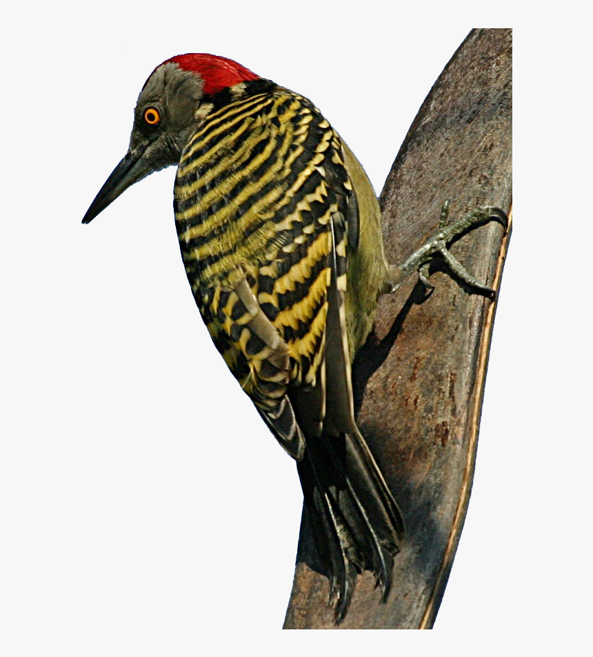 Hispaniolan Woodpecker Woodpecker Meaning In Urdu HD Png Download 