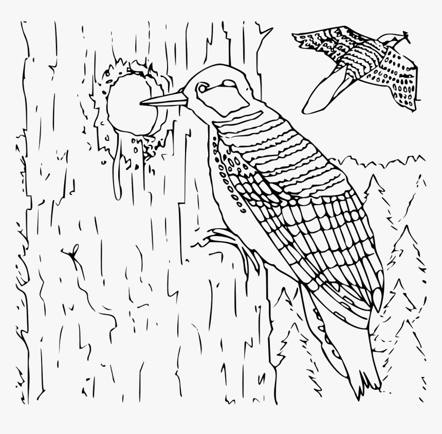 Black Woodpecker Clipart, Vector Clip Art Online, Royalty - Peck Black ...