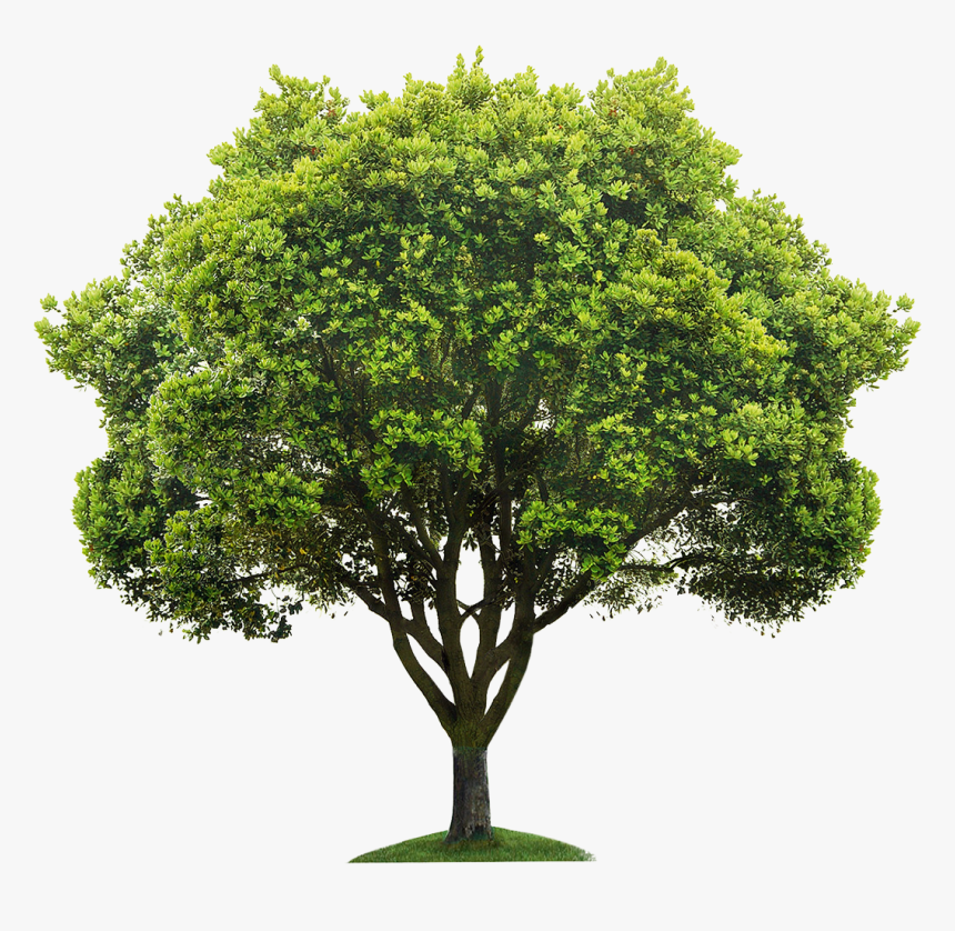 Tree High Resolution, HD Png Download, Free Download