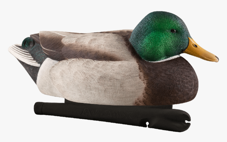 Avian X Late Season Mallards, HD Png Download, Free Download