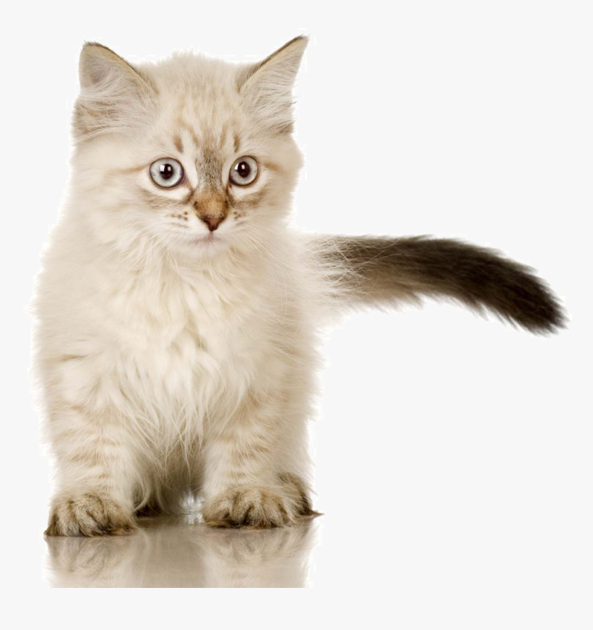 burmese ragdoll