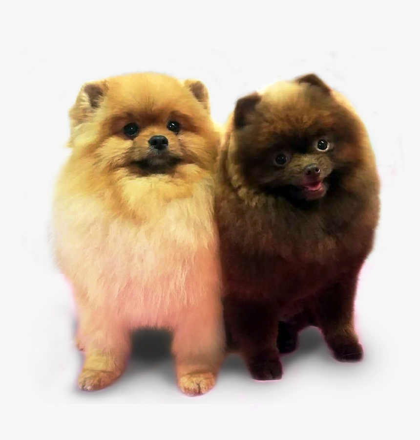 Pomeranian , Png Download - Pomerániai Törpe Spicc, Transparent Png, Free Download