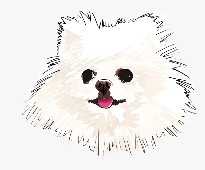 Pomeranian, HD Png Download, Free Download