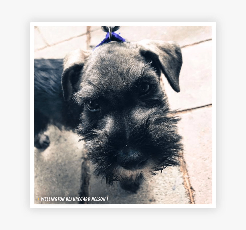 Miniature Schnauzer, HD Png Download, Free Download