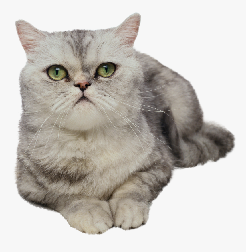 Cat Png - Animals With Transparent Background, Png Download, Free Download