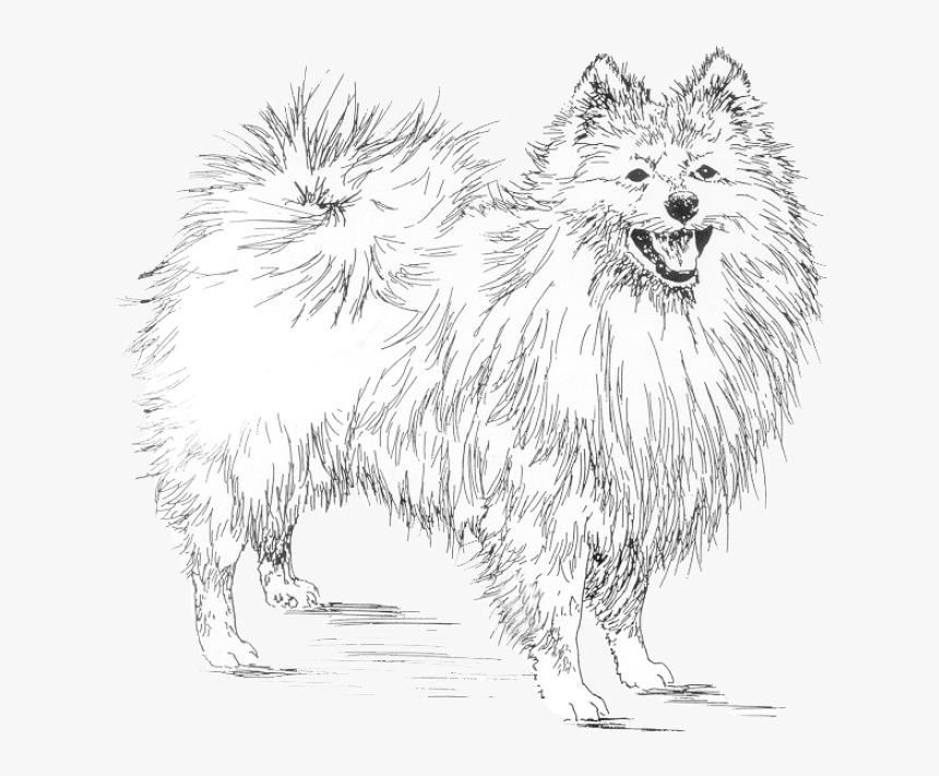 German Spitz Klein, HD Png Download, Free Download