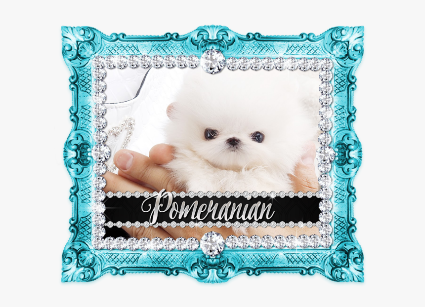 Pomeranian, HD Png Download, Free Download