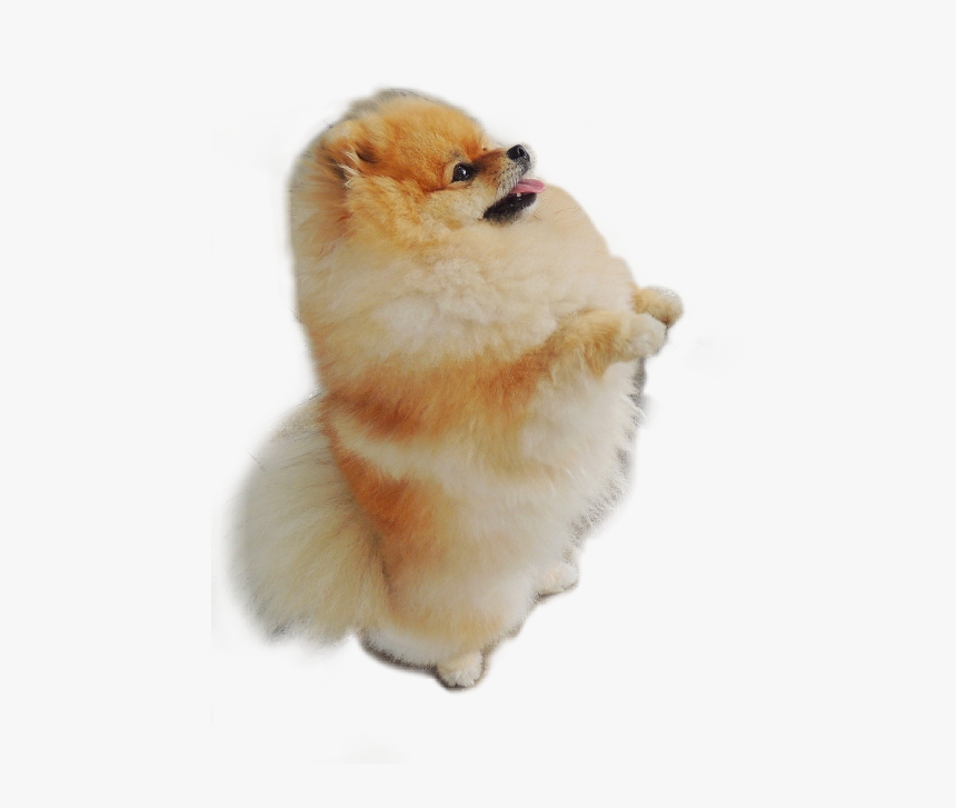 Pomeranian Freetoedit - Pomeranian Transparent, HD Png Download, Free Download