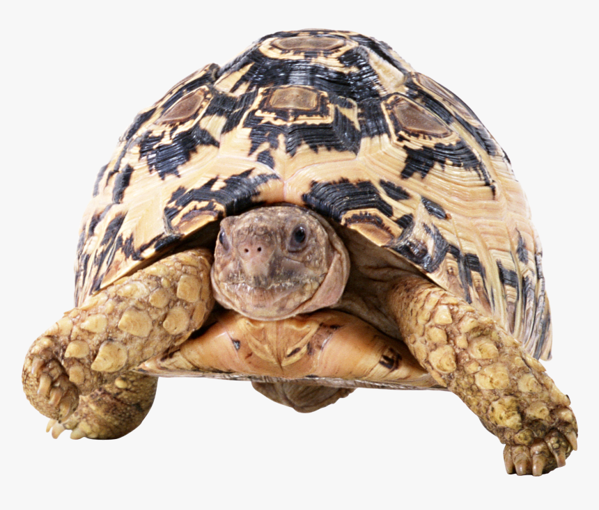 Transparent Tortoise Png - Черепаха Пнг, Png Download, Free Download