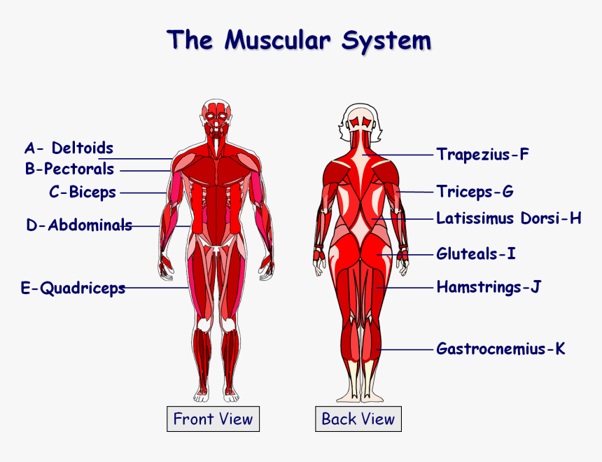 Diagram Of Muscles In The Body : Amazon Com Human Body Muscle Anatomy
