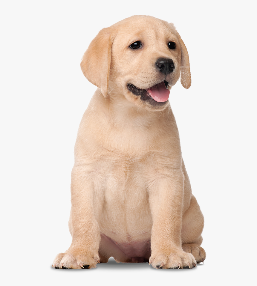 Transparent Labrador Png - Labrador Retriever, Png Download, Free Download