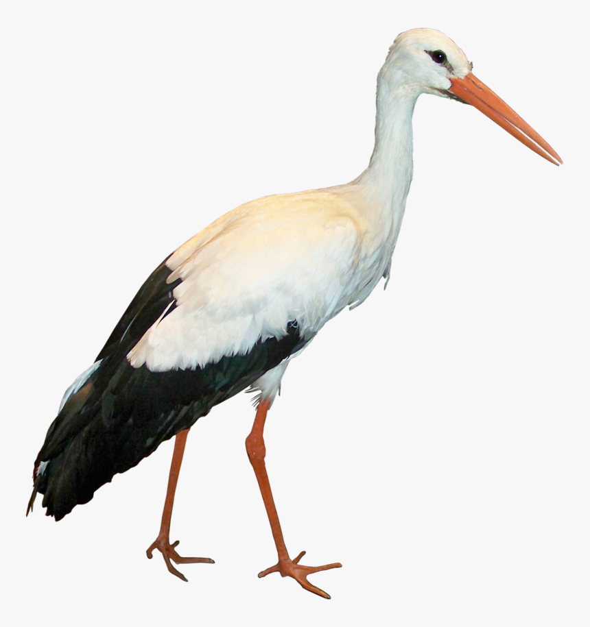 Stork Png, Transparent Png, Free Download