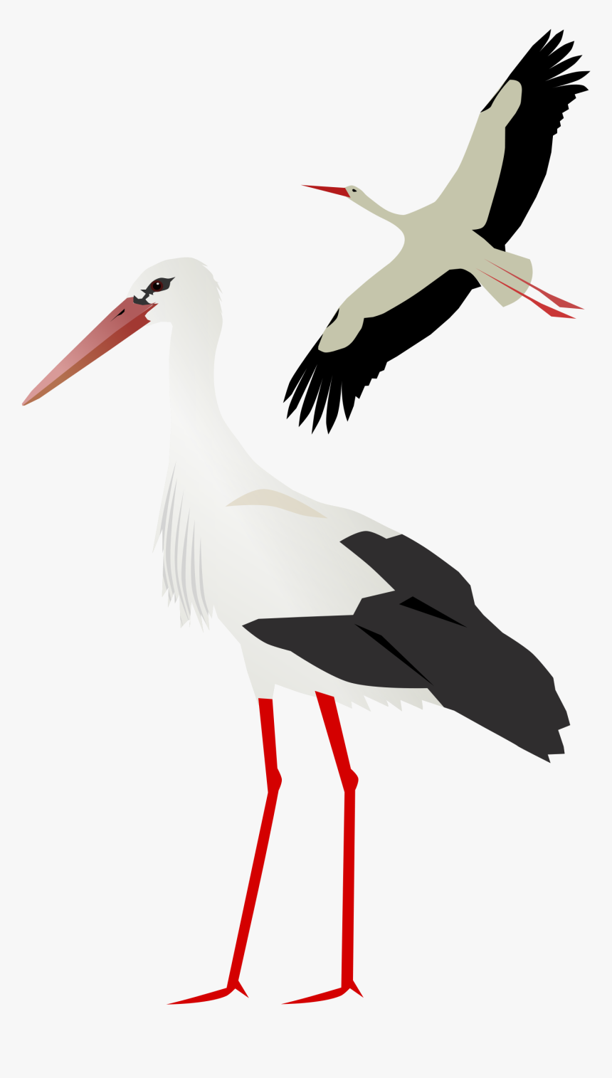 Stork Png, Transparent Png, Free Download