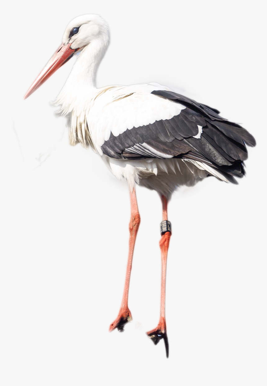 Stork Png Image - National Animal Of The Ukraine, Transparent Png, Free Download